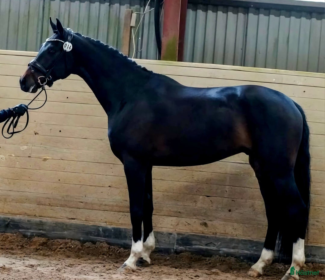 Dressyr hästar till salu: Kvalitet och bra psyke ⭐️ i Göteborg - Annons 4