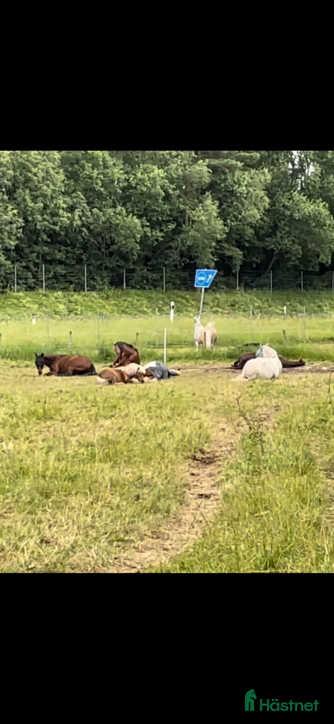  stallplats finnes: Lediga stallplatser  - Annons 2