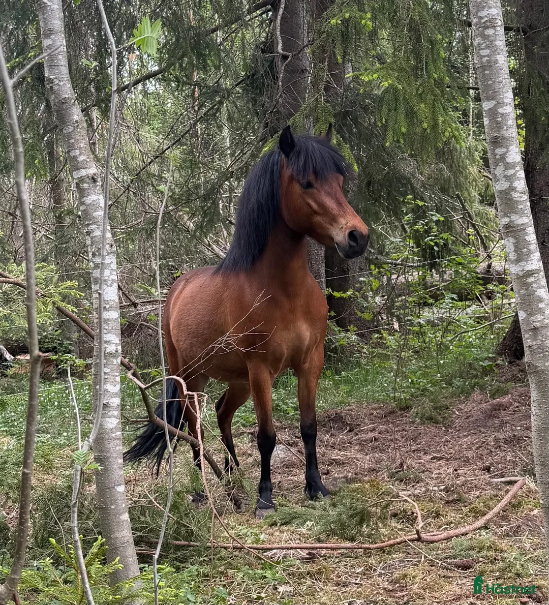 Allround hästar till salu: Jättefin b-ponny - Annons 4
