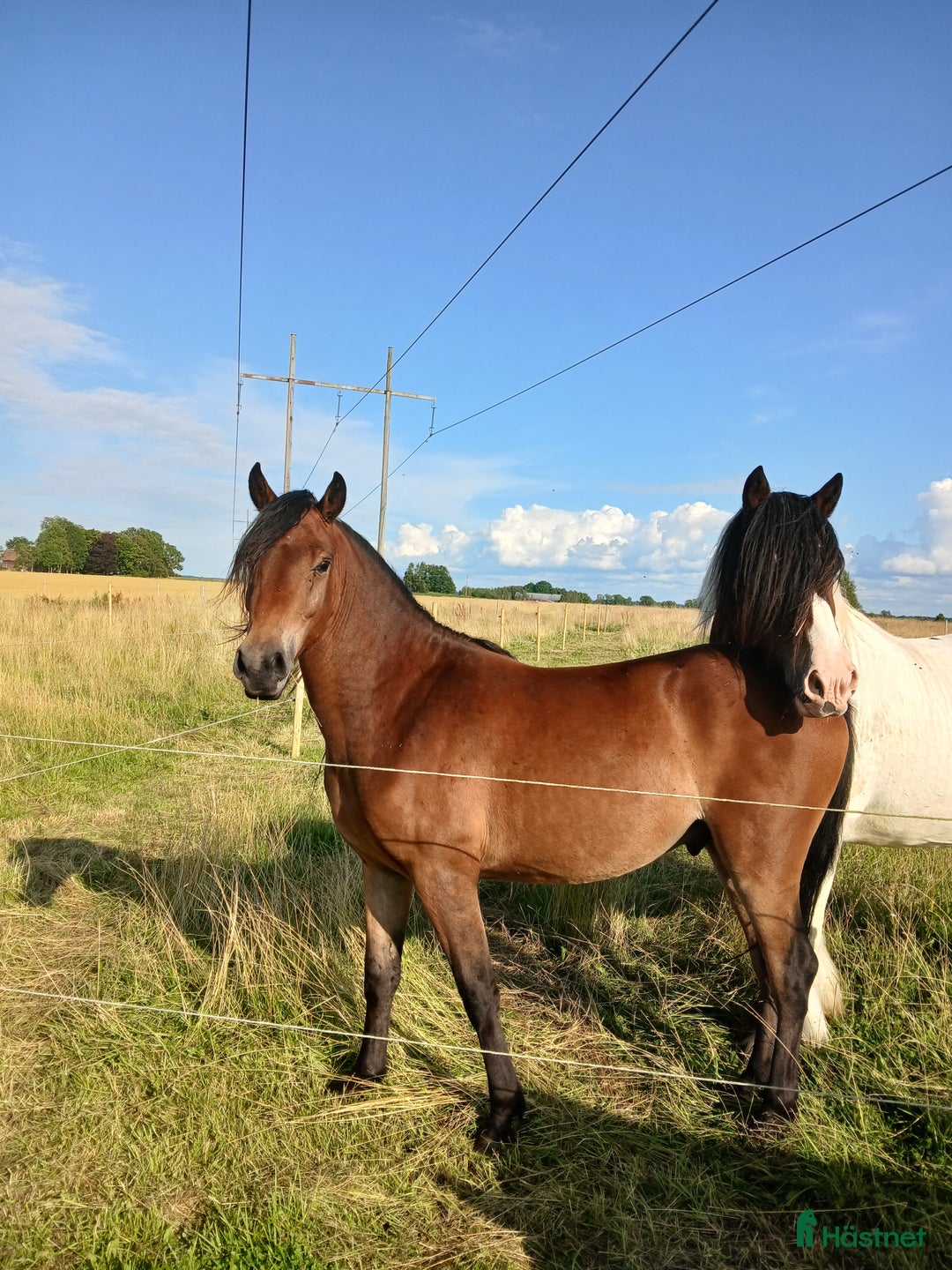 Allround hästar till salu: Kigermustang Säljes alt Bytes  i Vedum - Annons 1