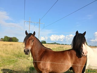 Allround hästar till salu: Kigermustang Säljes alt Bytes i Vedum - Annons 1