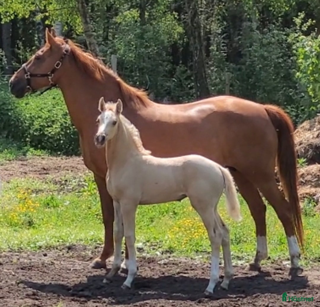 hästjobb finnes: Volontär på Gotland?  i Hemse - Annons 1