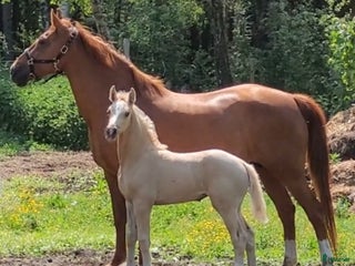 hästjobb Volontär på Gotland? i Hemse - Annons 4