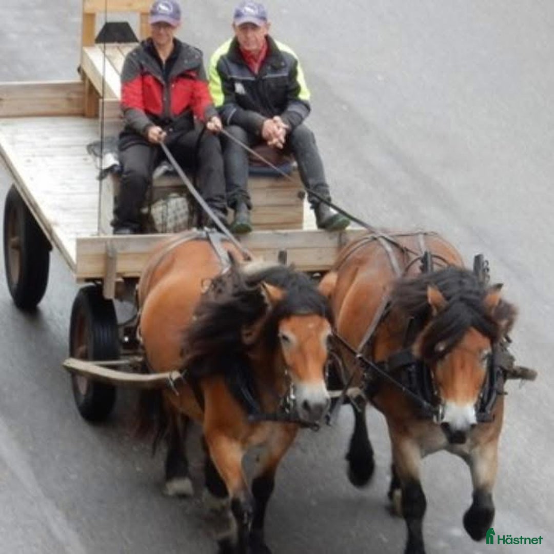 Körning hästar till salu: Dräktigt Elitsto samt Pigall 7 mån i Lilla Edet - Annons 21