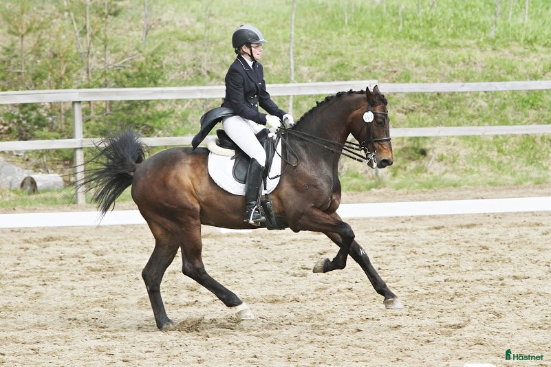  hästar Dressyrhäst sökes i Helsingborg - Annons 4