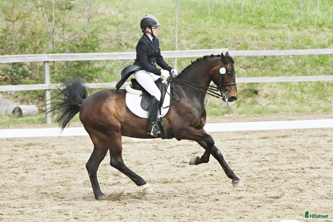 Dressyr hästar sökes: Dressyrhäst sökes i Helsingborg - Annons 1