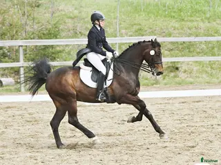 hästar Dressyrhäst sökes i Helsingborg - Annons 4