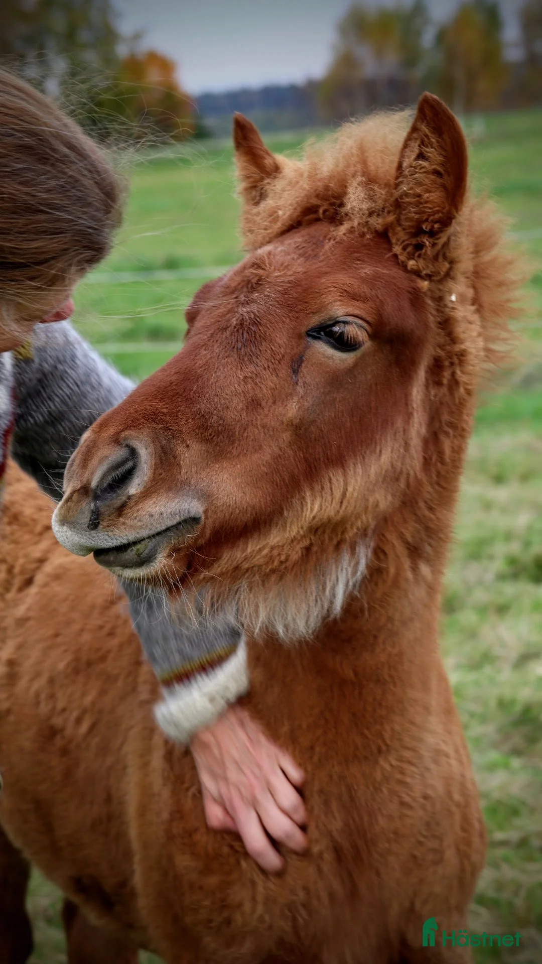 Island hästar till salu: Underbart ungsto! - Annons 11