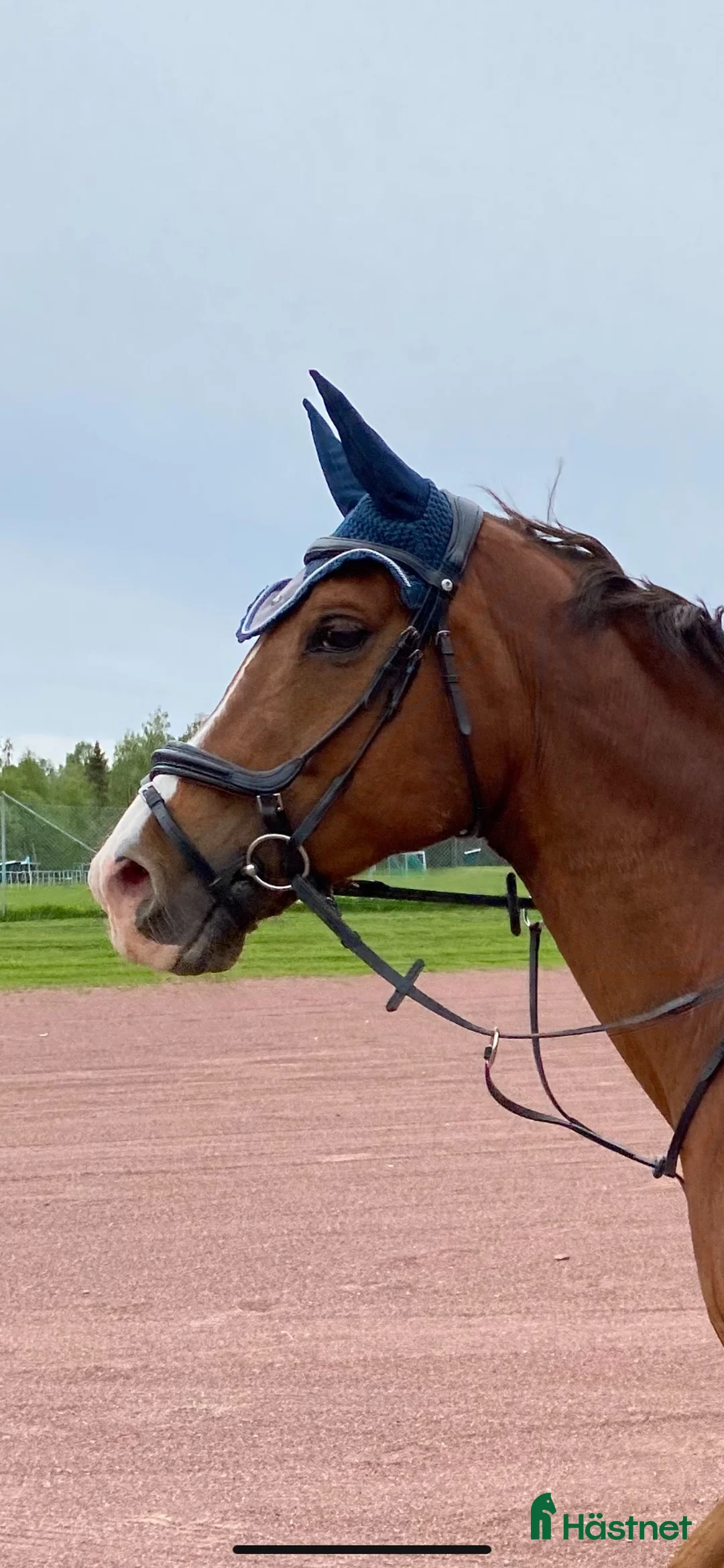 Allround hästar till salu: Snygg kille - Annons 3