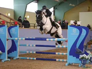 hästar Avelssto / sällskap i Finspång - Annons 22