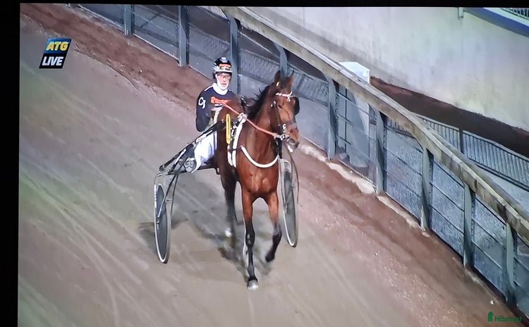  hästar i Uddevalla - Annons 1