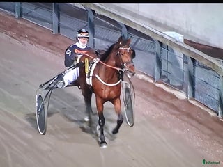 hästar Starthäst säljes pga unghästköp i Uddevalla - Annons 21