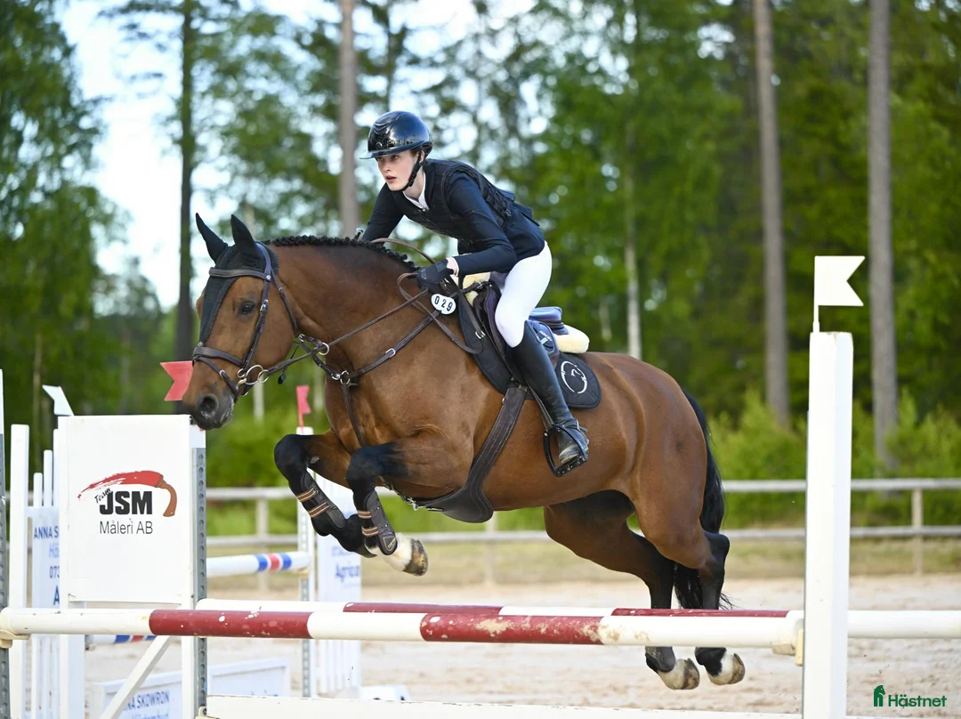 Hoppning hästar till salu: Lyxig läromästare till salu - Annons 1