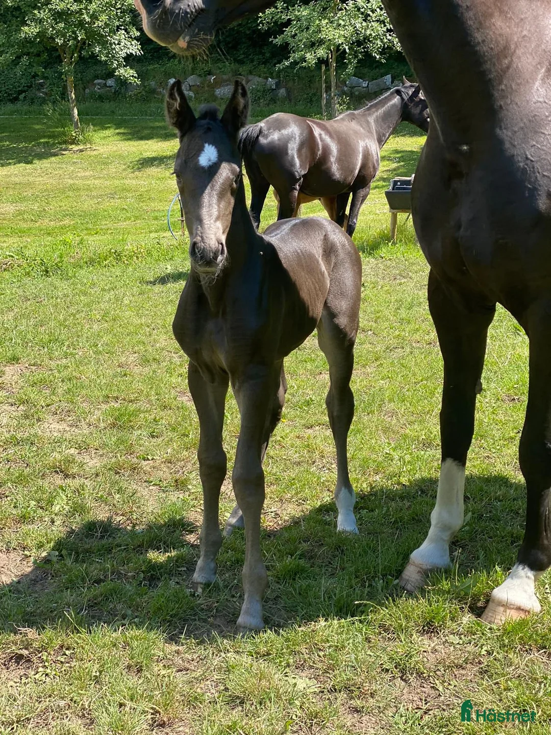 Avelshästar hästar till salu: Vackert sto e.Kjento för avel med toppstam i Ystad - Annons 2
