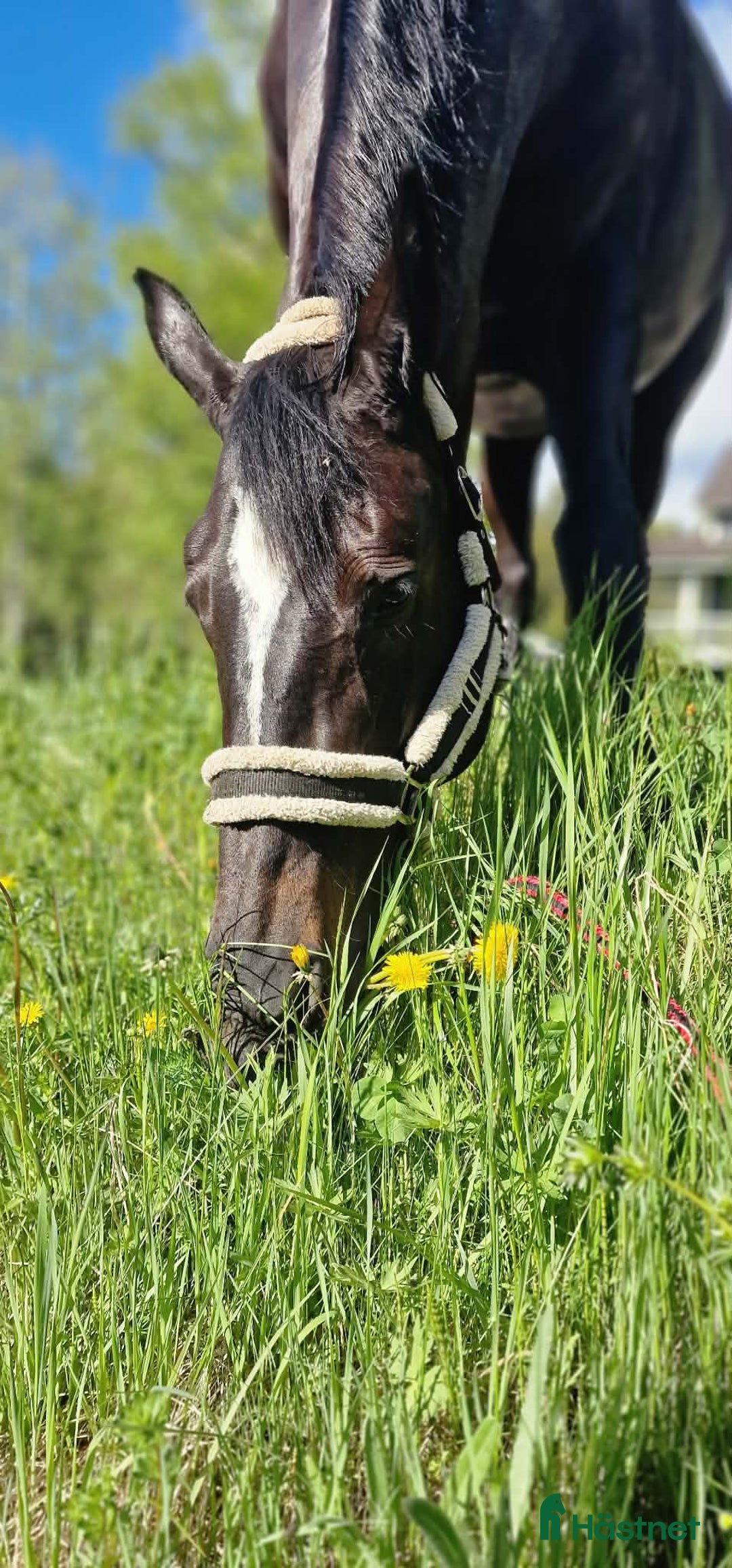 Allround hästar till salu: Vackert sto till ridning eller avel i Orsa - Annons 1