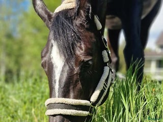 hästar Vackert sto till ridning eller avel i Orsa - Annons 2