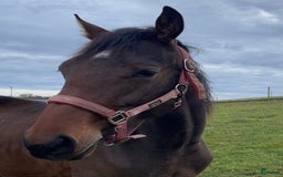 Trav hästar till salu: Snygg 1-årig hingst till trav i Skurup - Bild 2