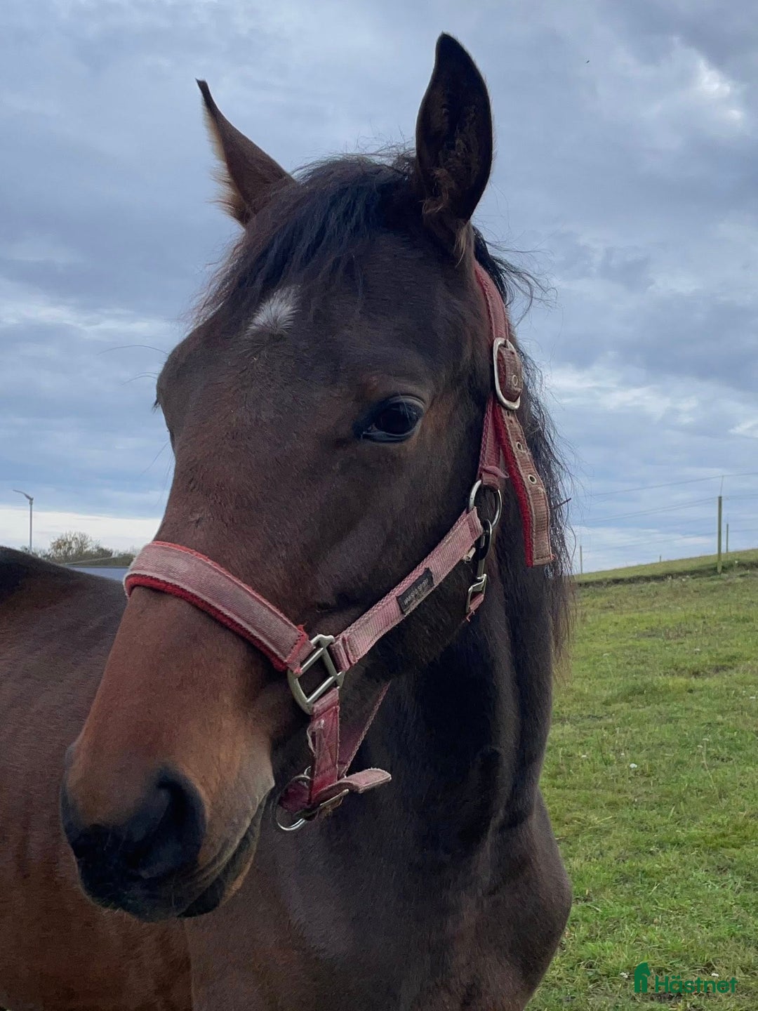 Trav hästar till salu: Snygg 1-årig hingst till trav i Skurup - Bild 2
