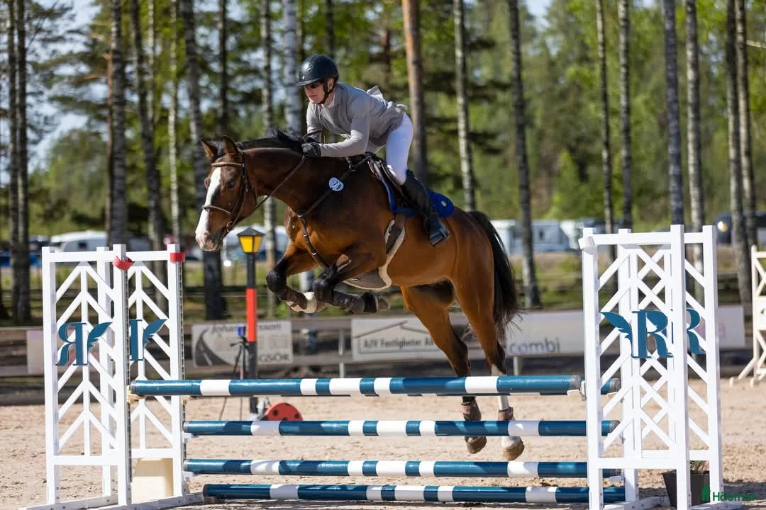 Hoppning hästar till salu: En okomplicerad kille med kvalité - Annons 1