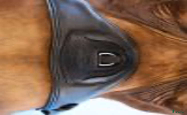 Sadeltillbehör hästutrustning till salu i Göteborg - Annons 2