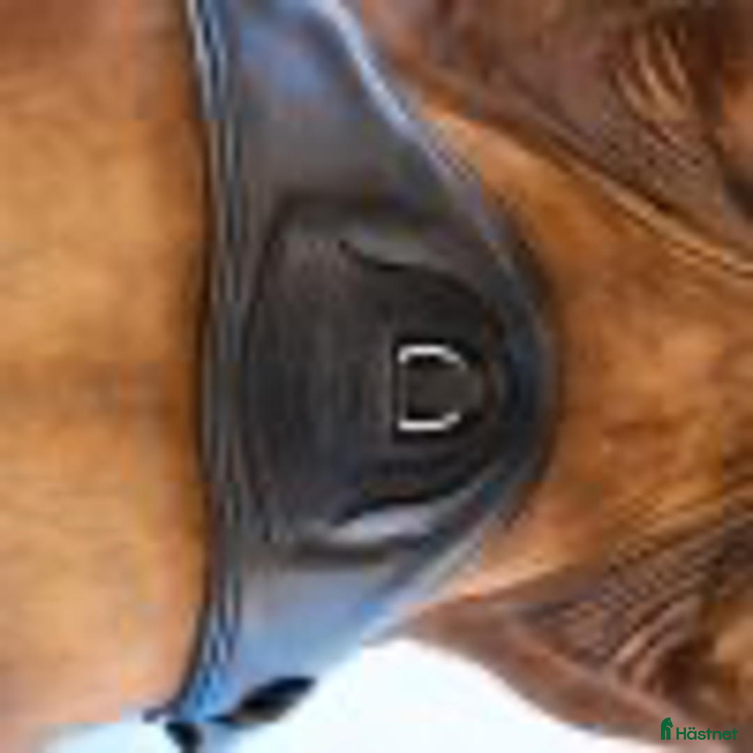 Sadeltillbehör hästutrustning till salu: Schockemöhle Pittsburgh Dressyrgjord Svart 70cm i Göteborg - Annons 1