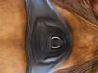 Sadeltillbehör hästutrustning Schockemöhle Pittsburgh Dressyrgjord Svart 70cm i Göteborg - Annons 8