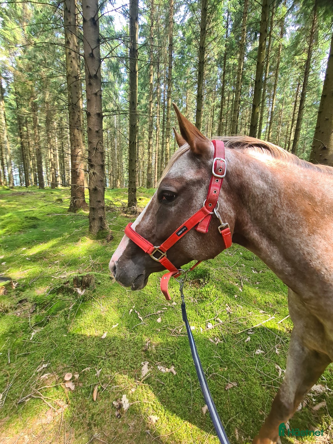 Allround hästar till salu: Drömponny  i Munka-ljungby - Annons 7