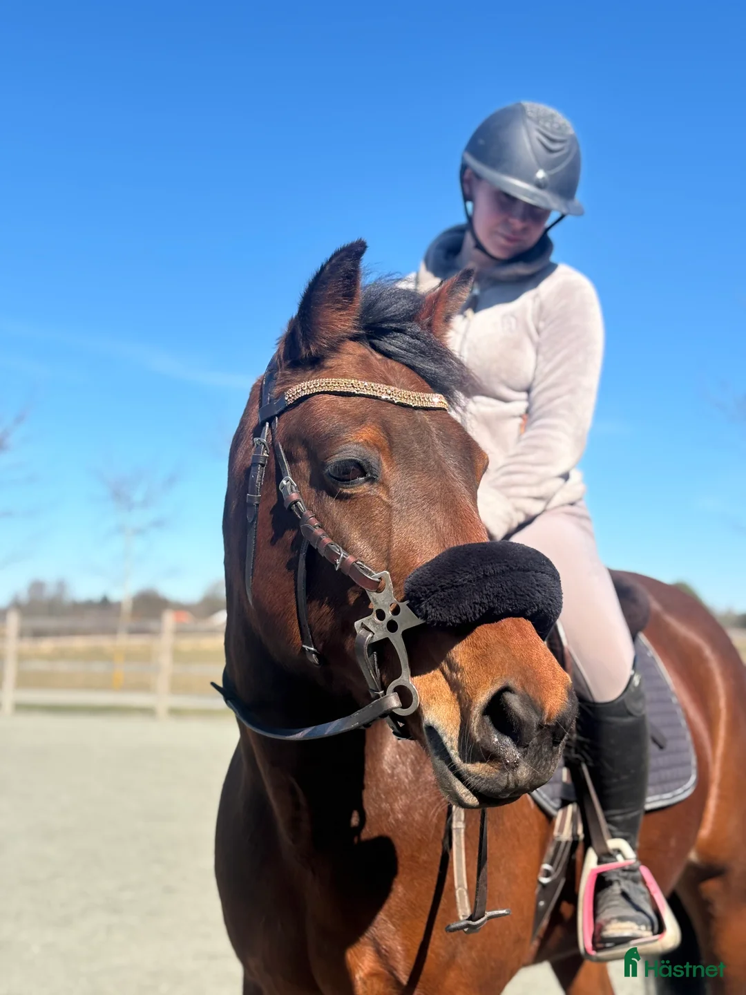 Allround hästar till salu: Maxad D-ponny söker nytt hem! - Annons 2