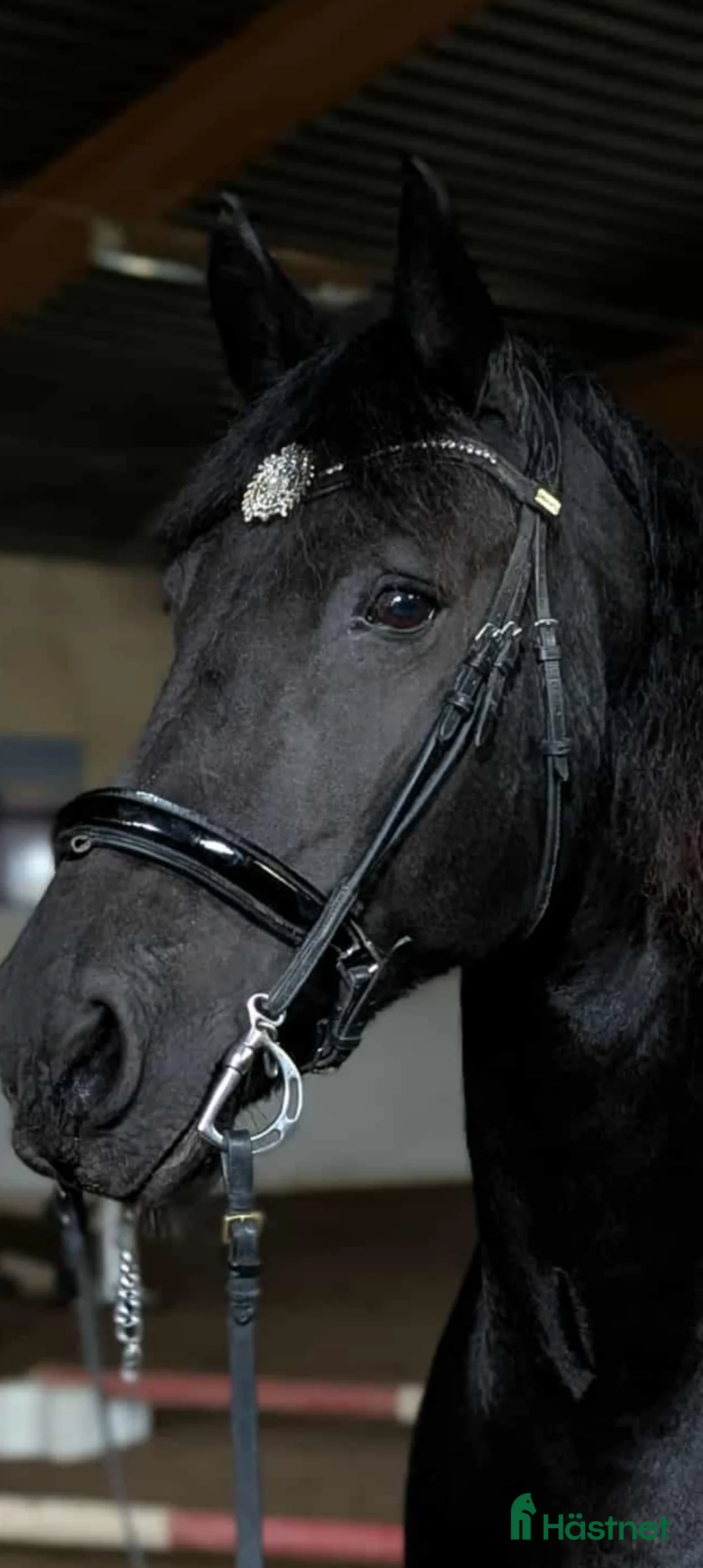 Dressyr hästar till salu: Frieser sto i Oxelösund - Annons 1