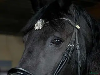 hästar Frieser sto - Annons 14