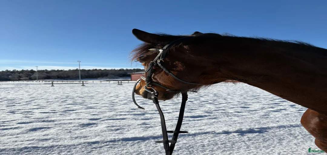 Galleribild {{count}}