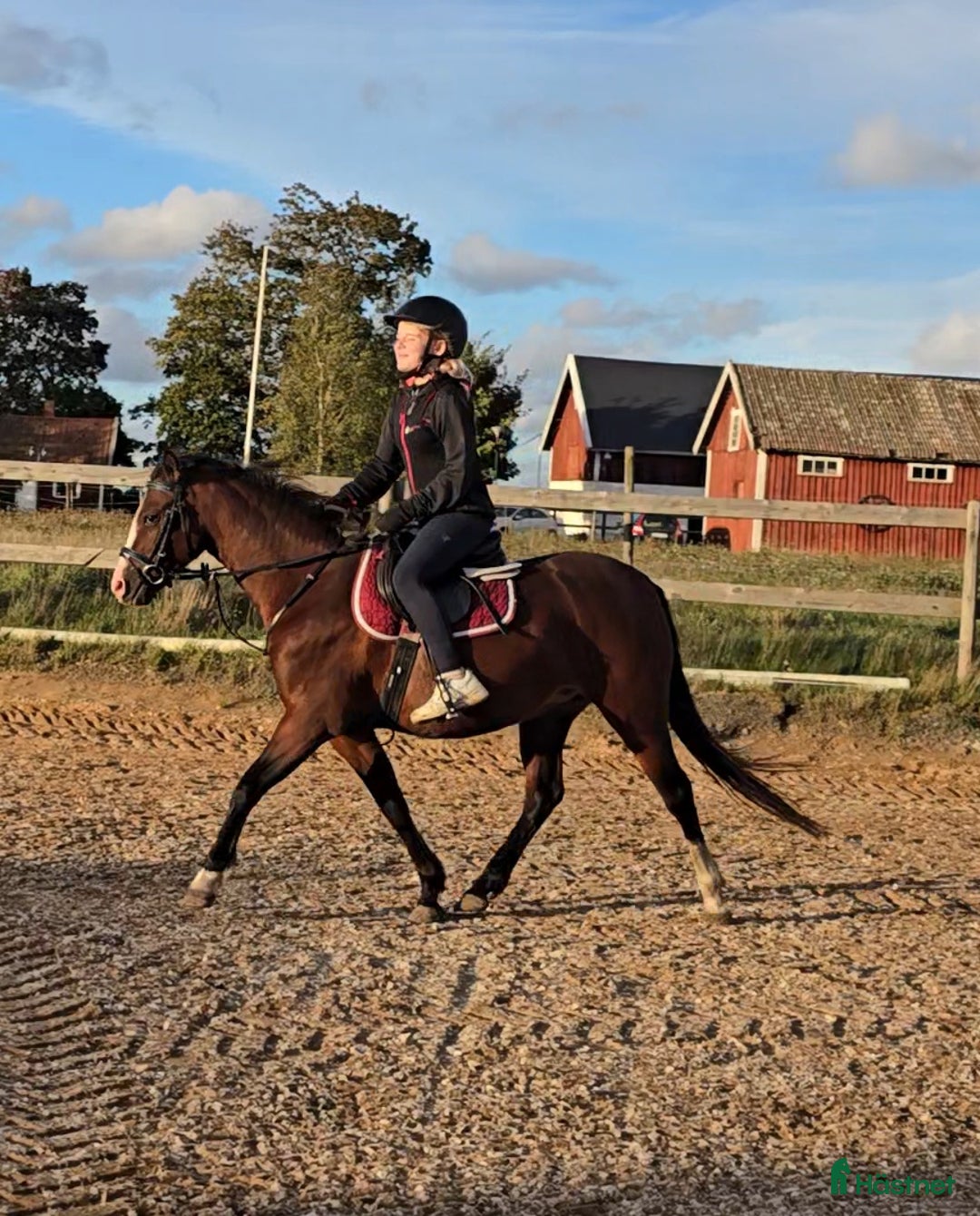 Hoppning hästar till salu: Super söt ponny säljas  i Vedum - Annons 4