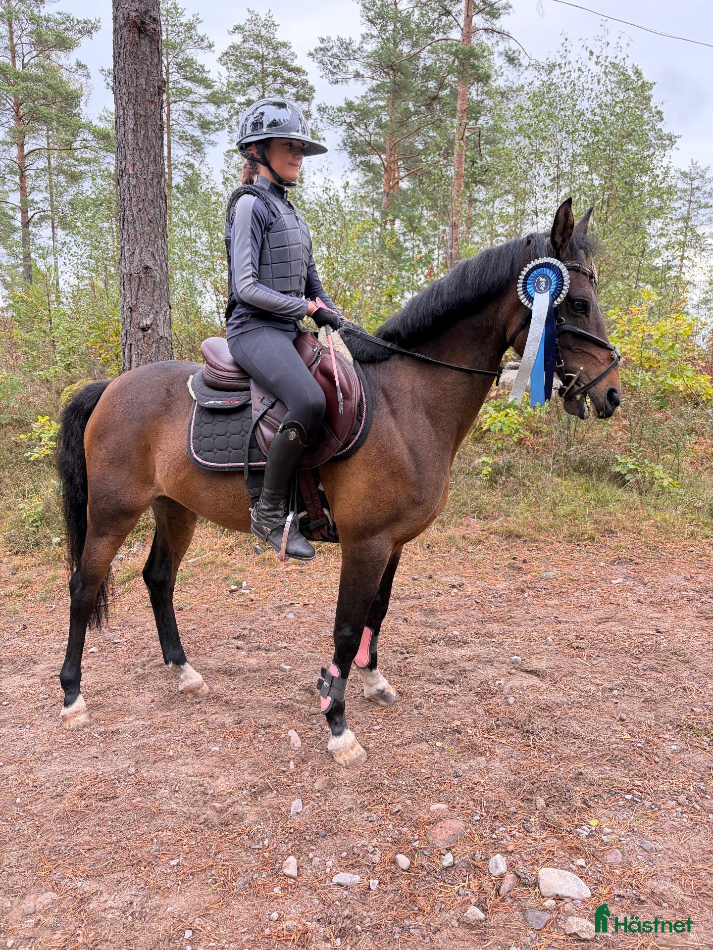  hästar Allround ponny - Annons 5