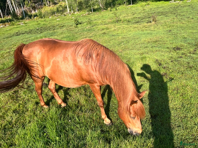 Galleribild {{count}}