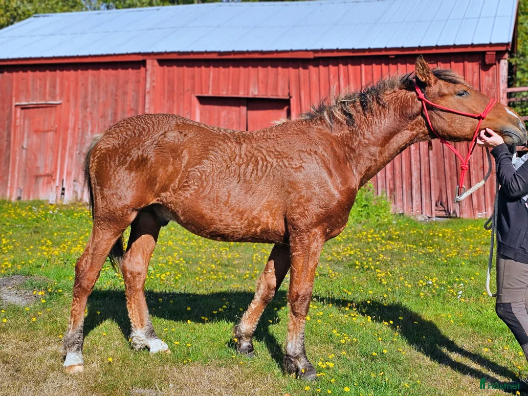 Allround hästar till salu: Am. curly-baskjir, valack - Annons 6