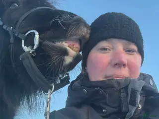 hästar Söker rid- och körhäst - Annons 2