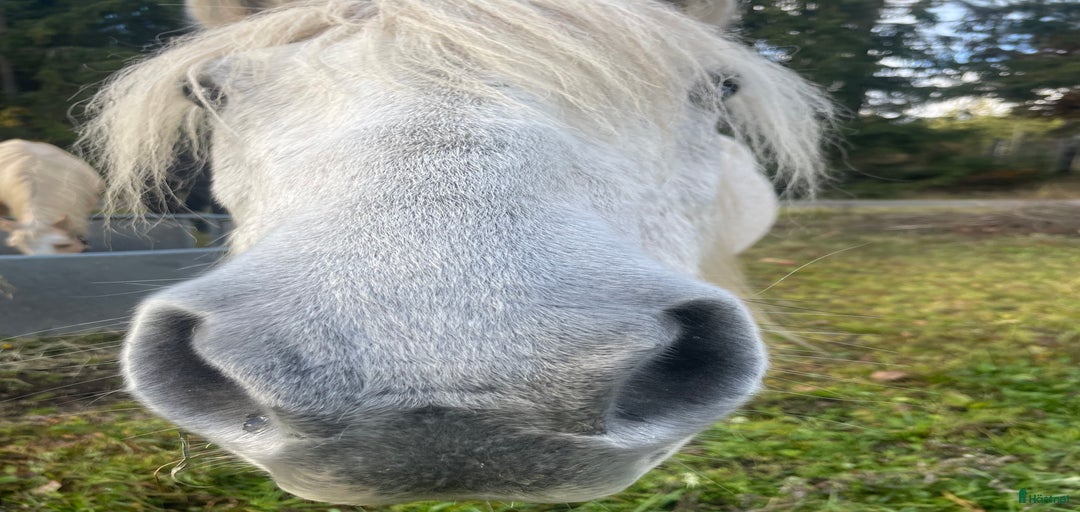 Galleribild {{count}}