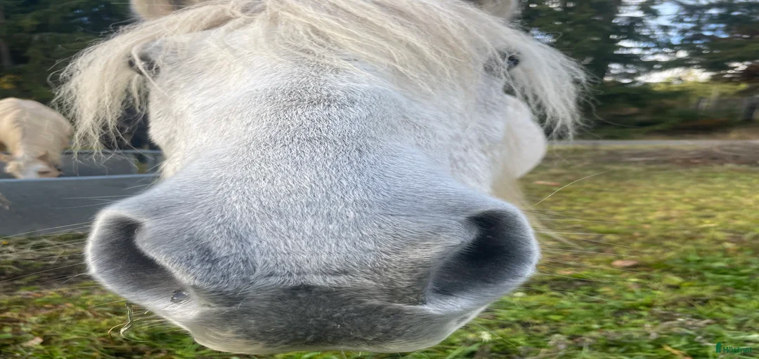 Galleribild {{count}}