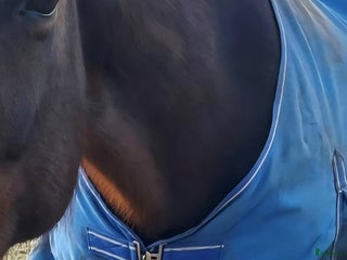 Täcken hästutrustning till salu: Utetäcke 50 g capriole strl 155 i Ulricehamn - Annons 4