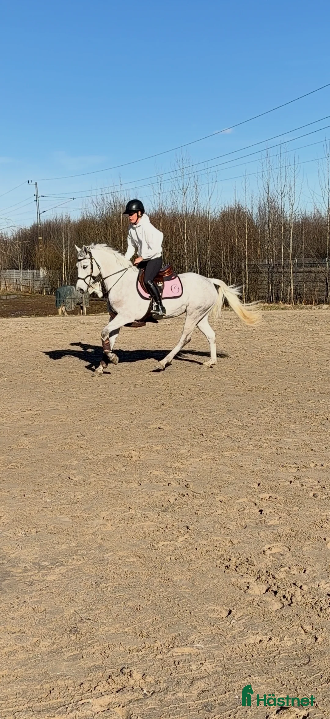 Hoppning hästar till salu: Ponny för högre klasser  - Annons 2