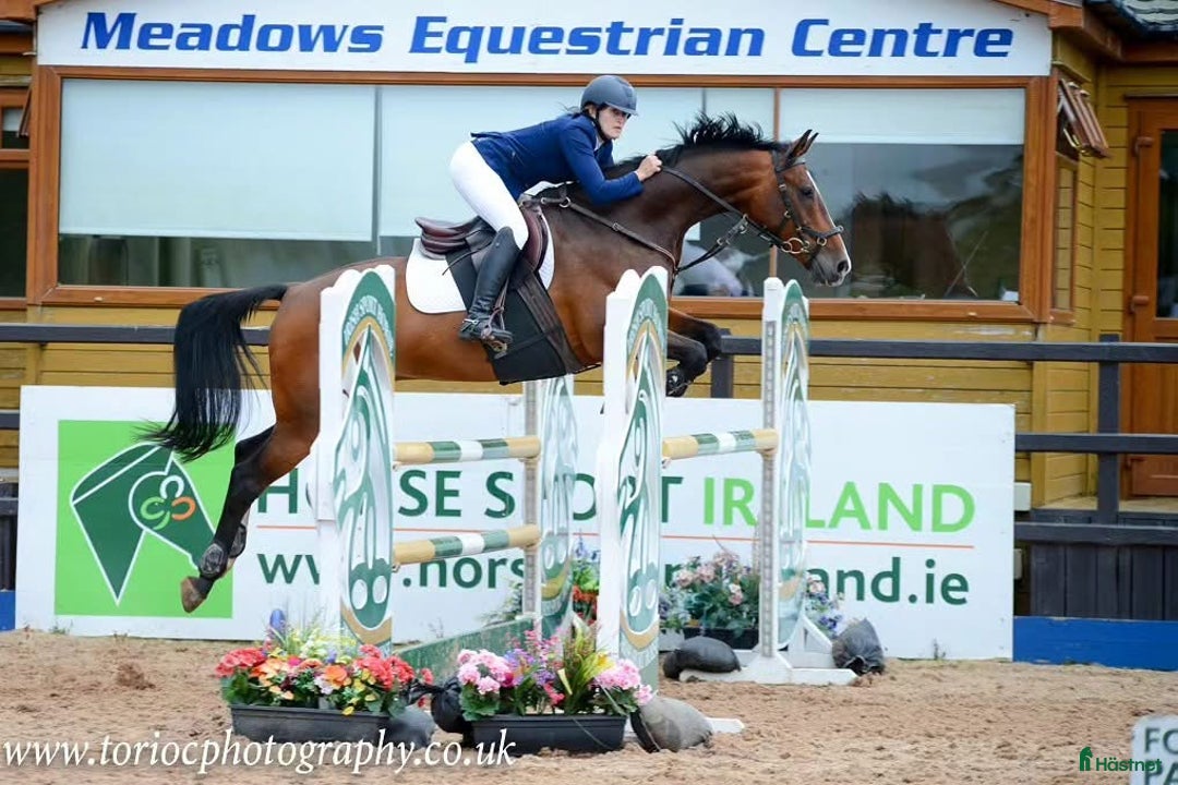 Allround hästar till salu: Världens bästa Gerry!  i Finspång - Annons 2