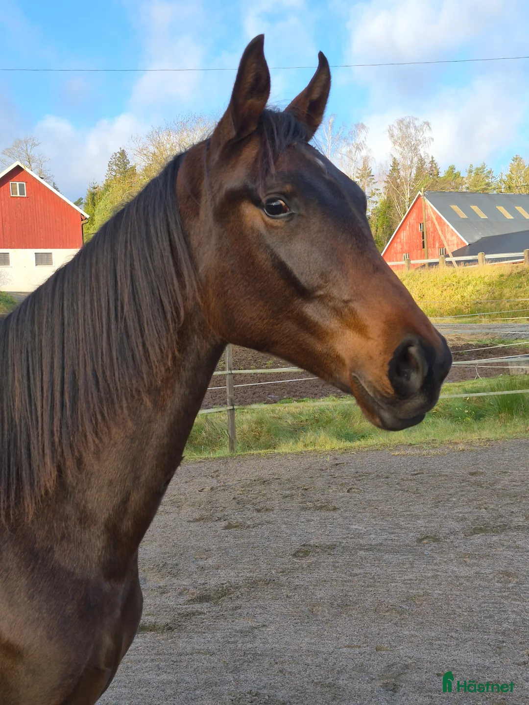 Dressyr hästar till salu: Otroligt social tjej - Annons 5