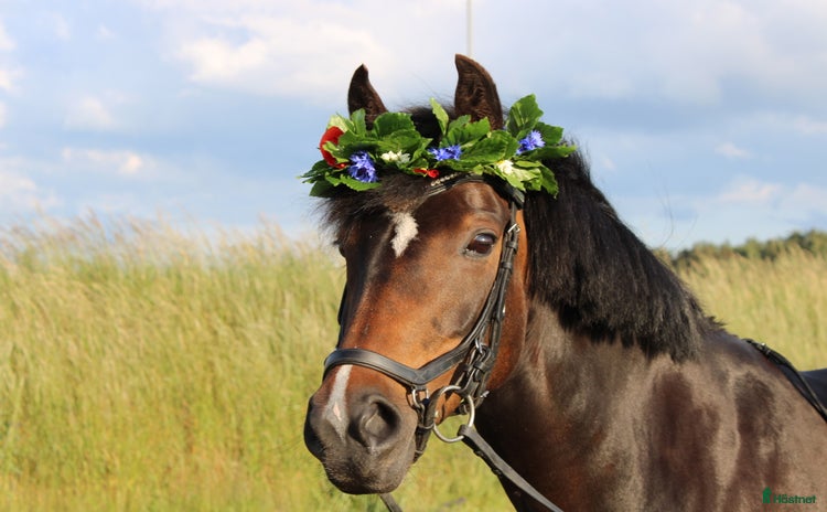  hästar i Veberöd - Annons 3