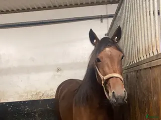 hästar Sto född 2019 med toppstam i Linghem - Annons 12