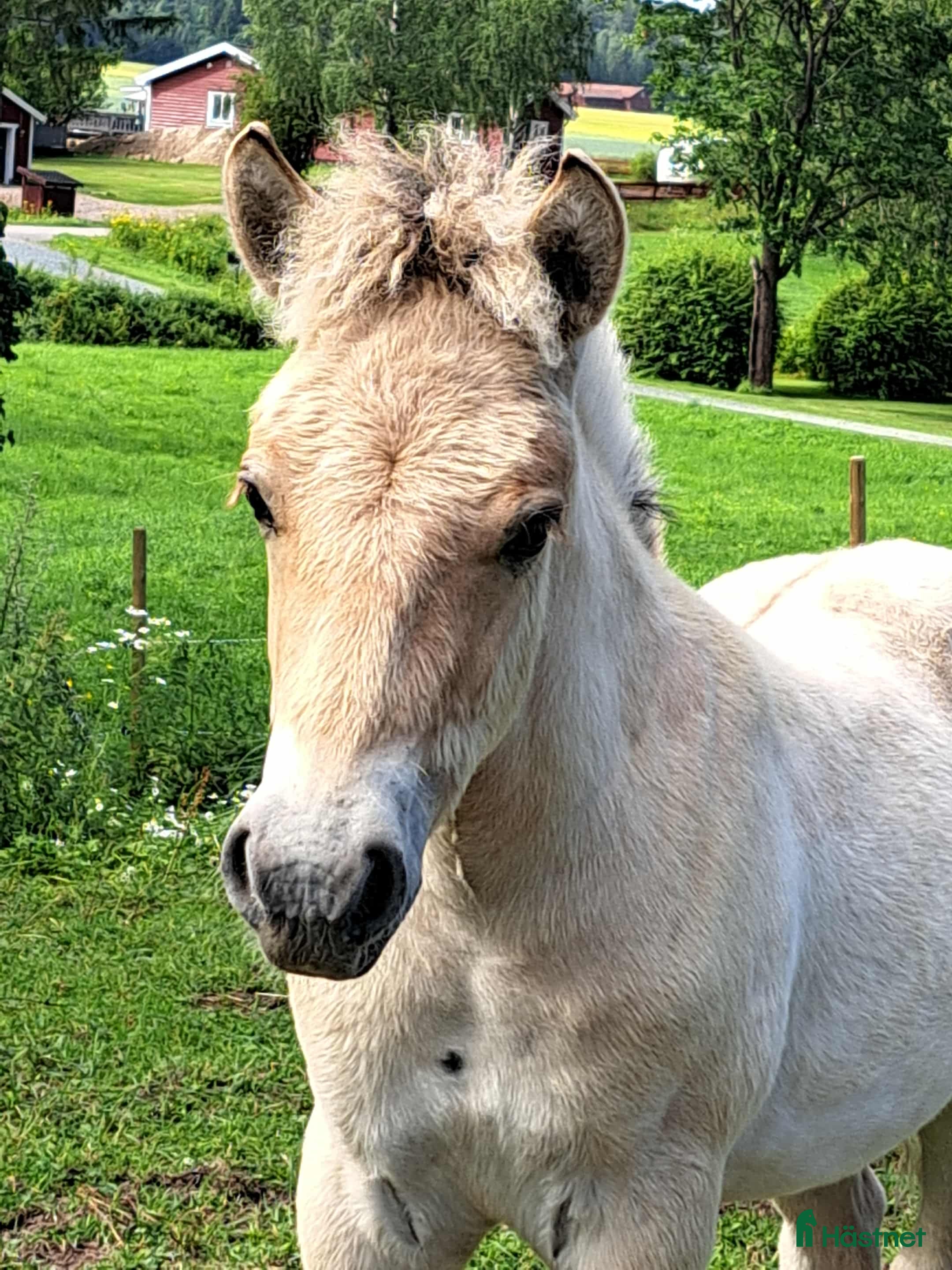  hästar Hingsföl i Hedemora - Annons 4
