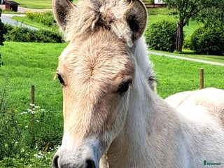 hästar Hingsföl i Hedemora - Annons 9