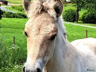 hästar Hingsföl i Hedemora - Annons 4