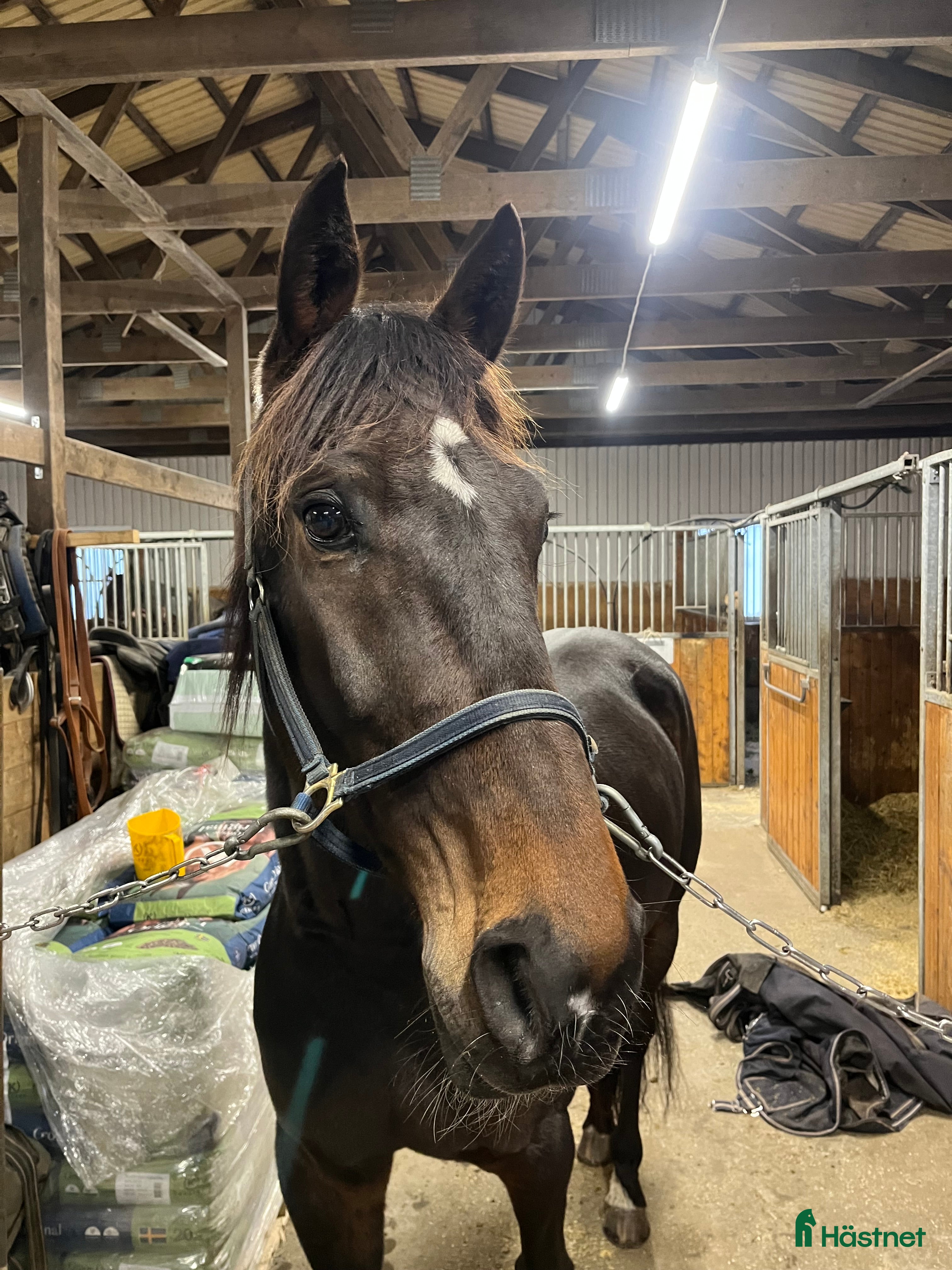  hästar Snäll trevlig valack  i Vårgårda - Annons 6