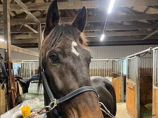 hästar Snäll trevlig valack i Vårgårda - Annons 5