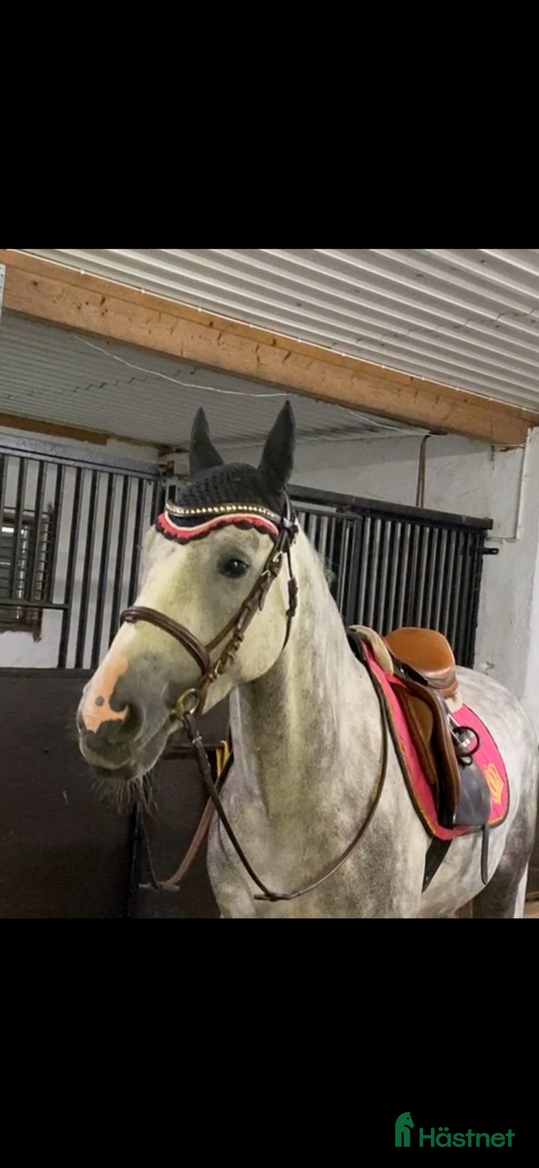  hästjobb finnes: Unghästar,erfarenhet av det,l duktig tuff,ryttare i Järlåsa - Annons 2